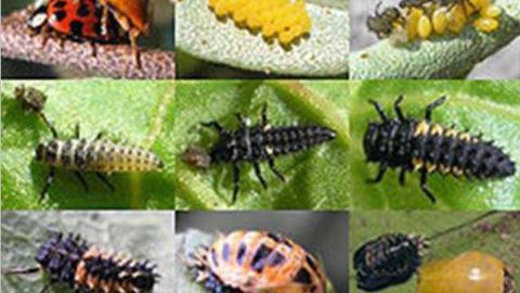 Les auxiliaires de lutte et de biocontrôle seront abordés par Olivier Gros de la station d’expérimentation horticole Ratho. ©Ratho